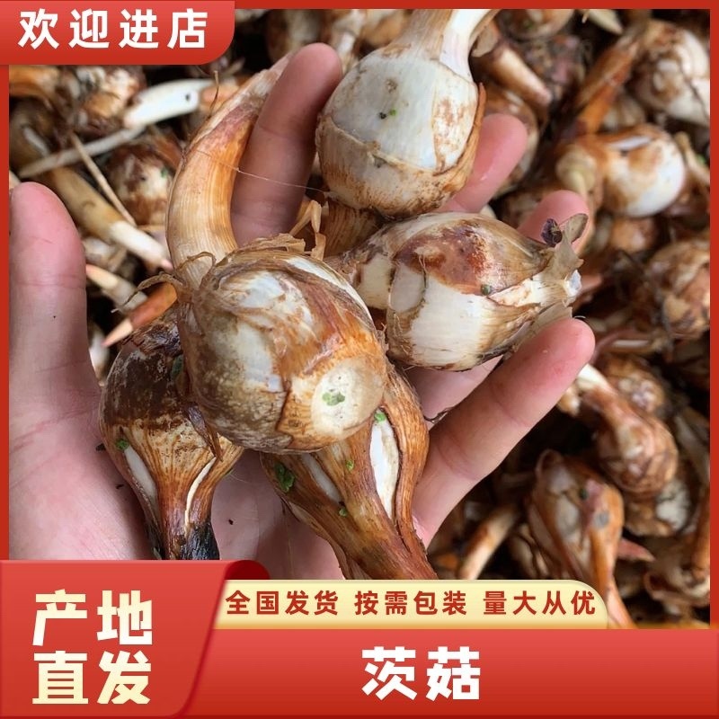 云南茨菇蓝白慈菇大量上市全国发货欢迎咨询来电