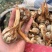 云南茨菇白慈菇主打便宜质量哈全国发货欢迎咨询来电