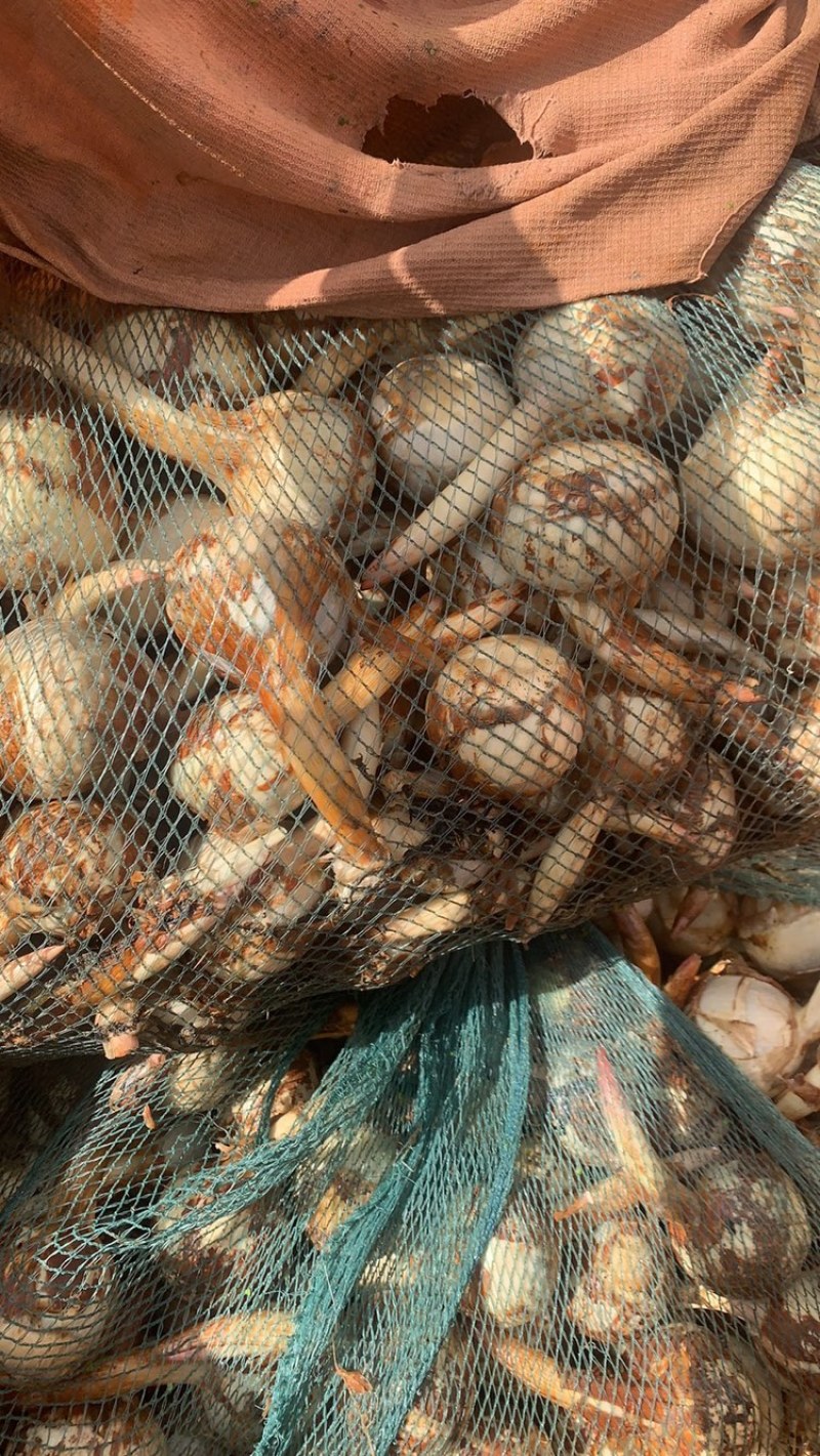 云南茨菇蓝白慈菇大量上市全国发货欢迎咨询来电
