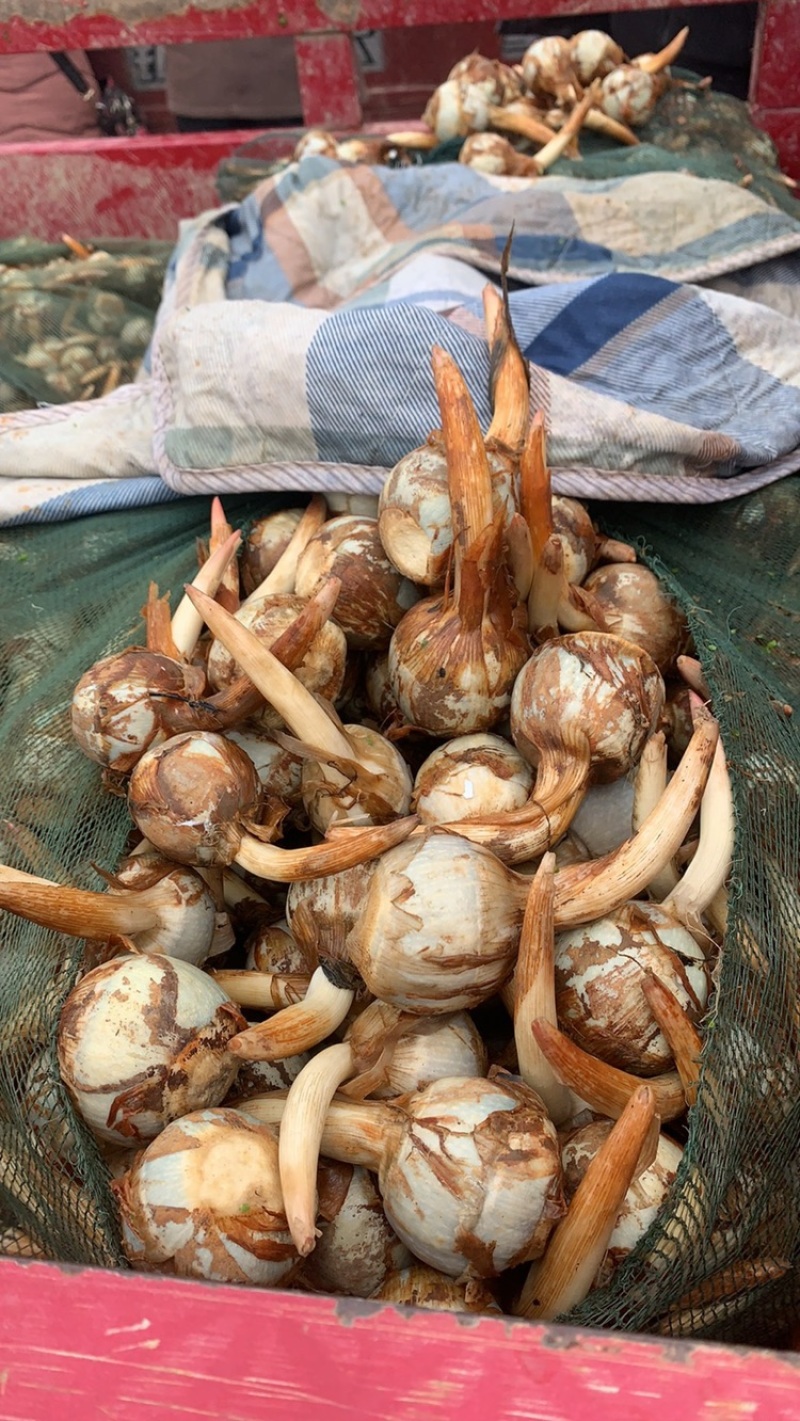 云南茨菇蓝白慈菇大量上市全国发货欢迎咨询来电