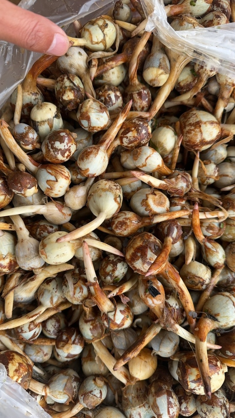 云南茨菇新鲜大量上市白慈菇青慈菇铁锈慈菇一天100吨