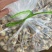云南茨菇新鲜大量上市白慈菇青慈菇铁锈慈菇一天100吨