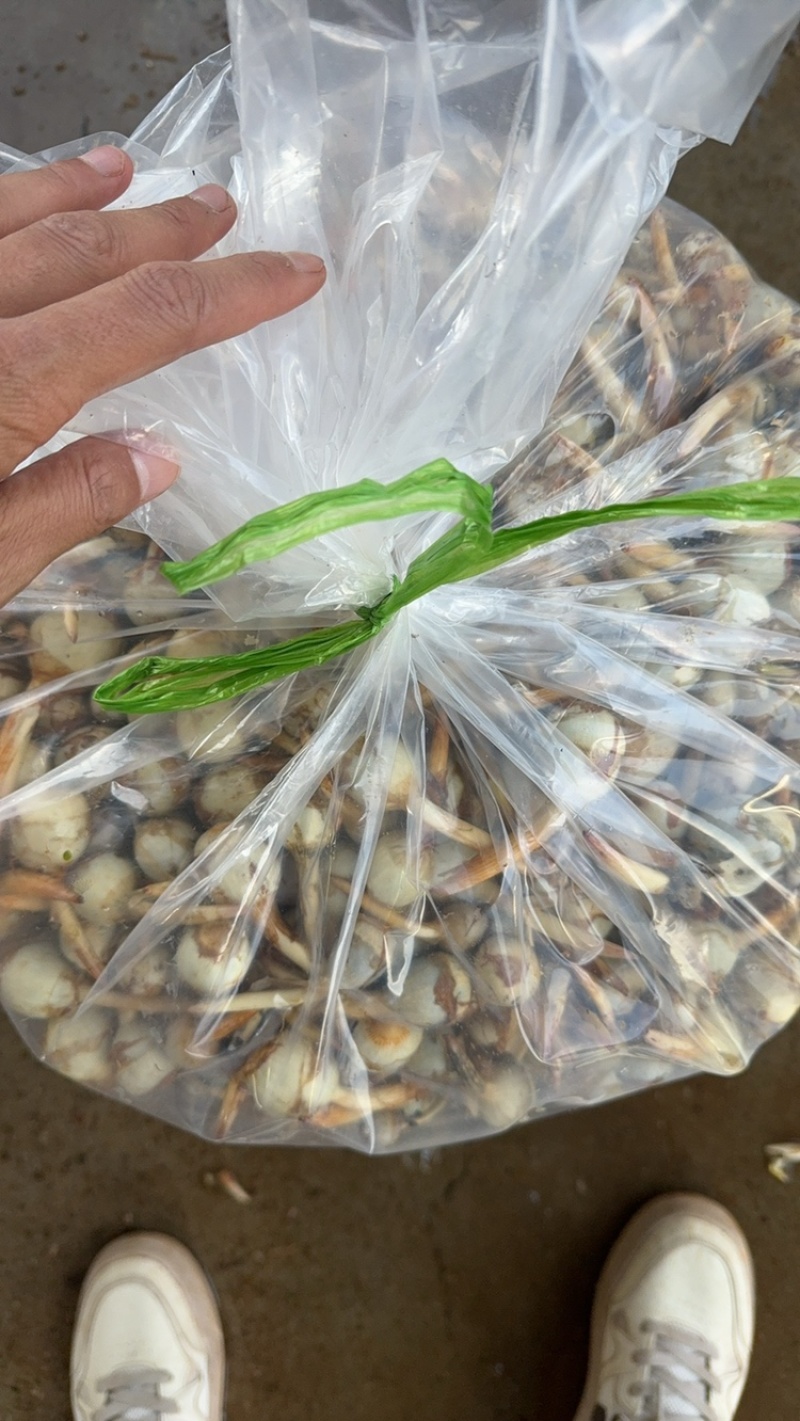 云南茨菇新鲜大量上市白慈菇青慈菇铁锈慈菇一天100吨