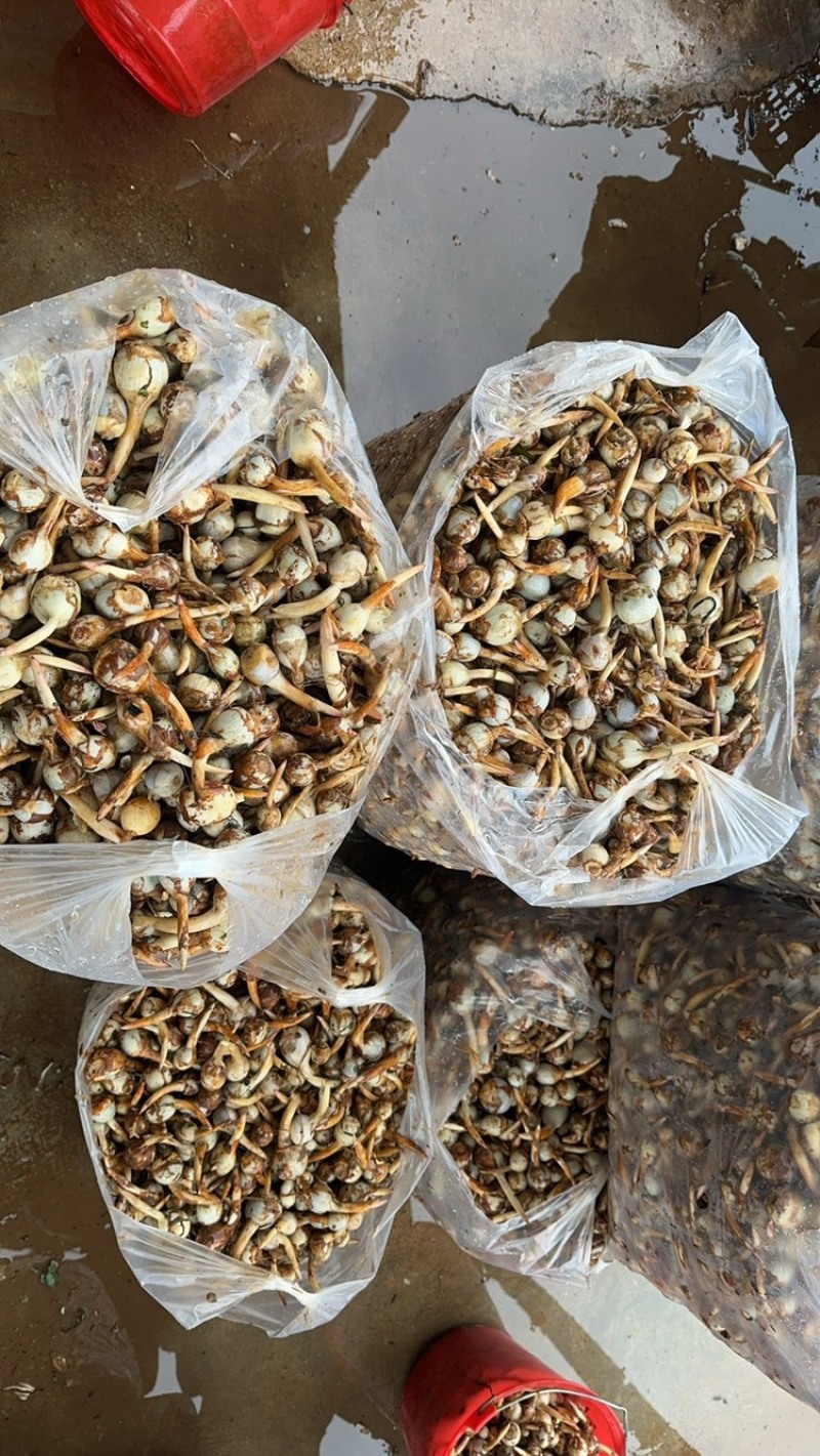 云南茨菇新鲜大量上市白慈菇青慈菇铁锈慈菇一天100吨