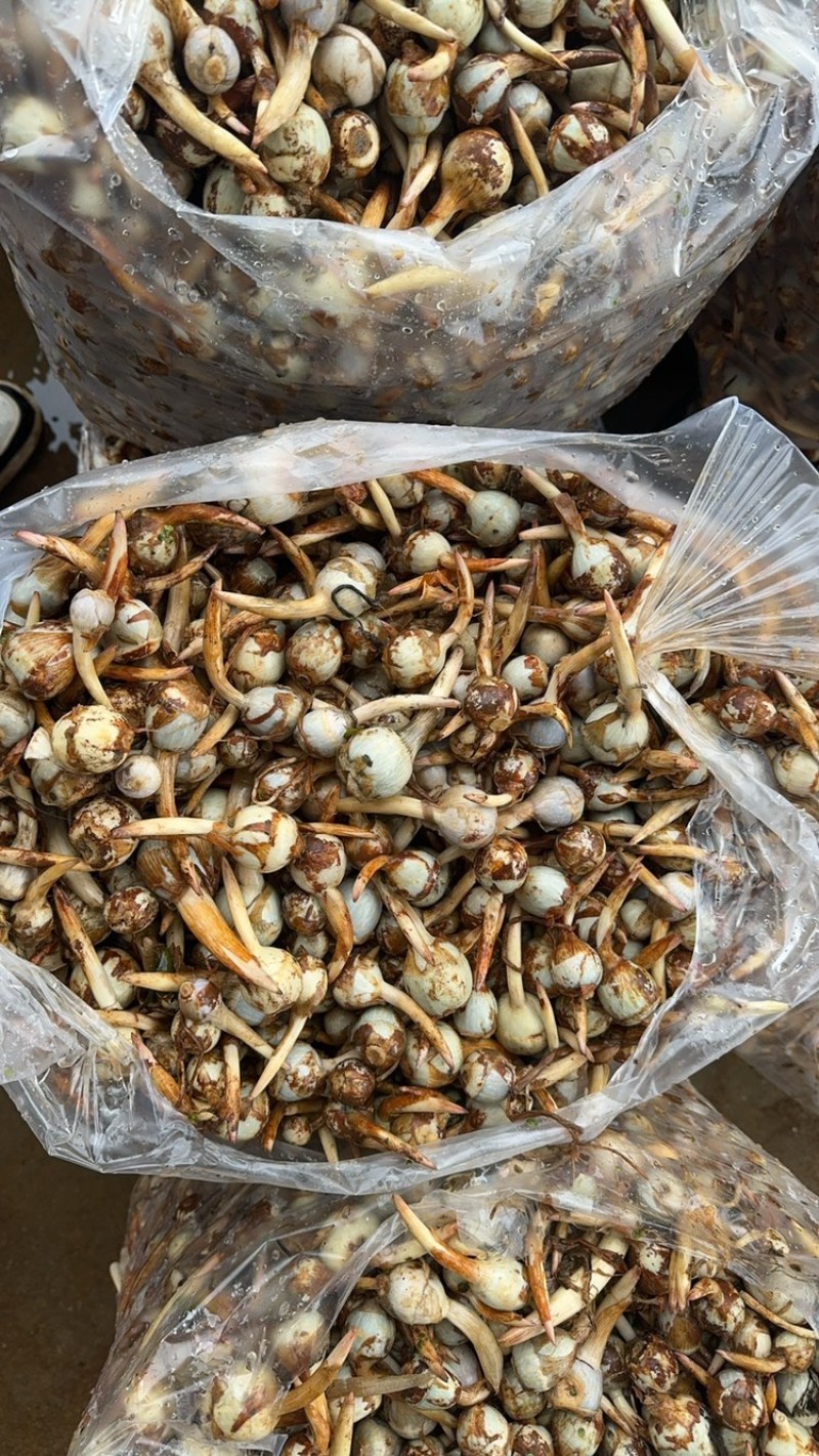 云南茨菇新鲜大量上市白慈菇青慈菇铁锈慈菇一天100吨