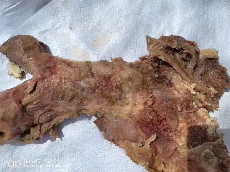 去皮熟牛头肉，去油去淋巴去骨，去皮去毛，纯干货，清水煮熟