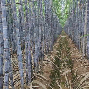 云南黑皮甘蔗产地直发诚信经营保质保量量大价格可商