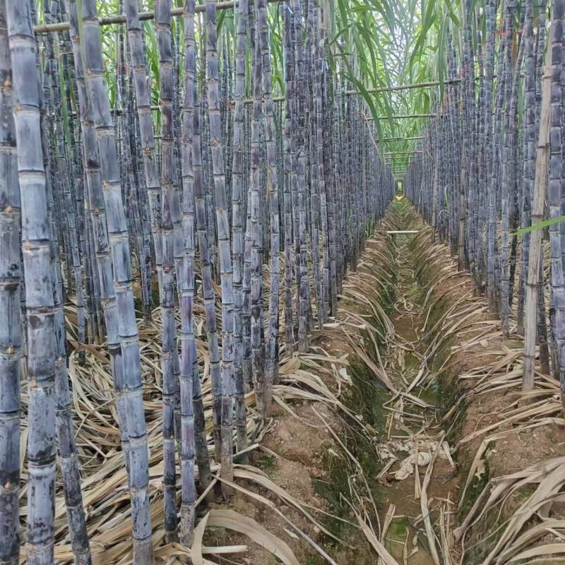 云南黑皮甘蔗产地直发诚信经营保质保量量大价格可商