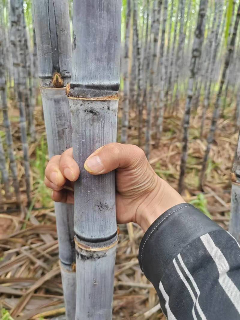 云南黑皮甘蔗产地直发诚信经营保质保量量大价格可商