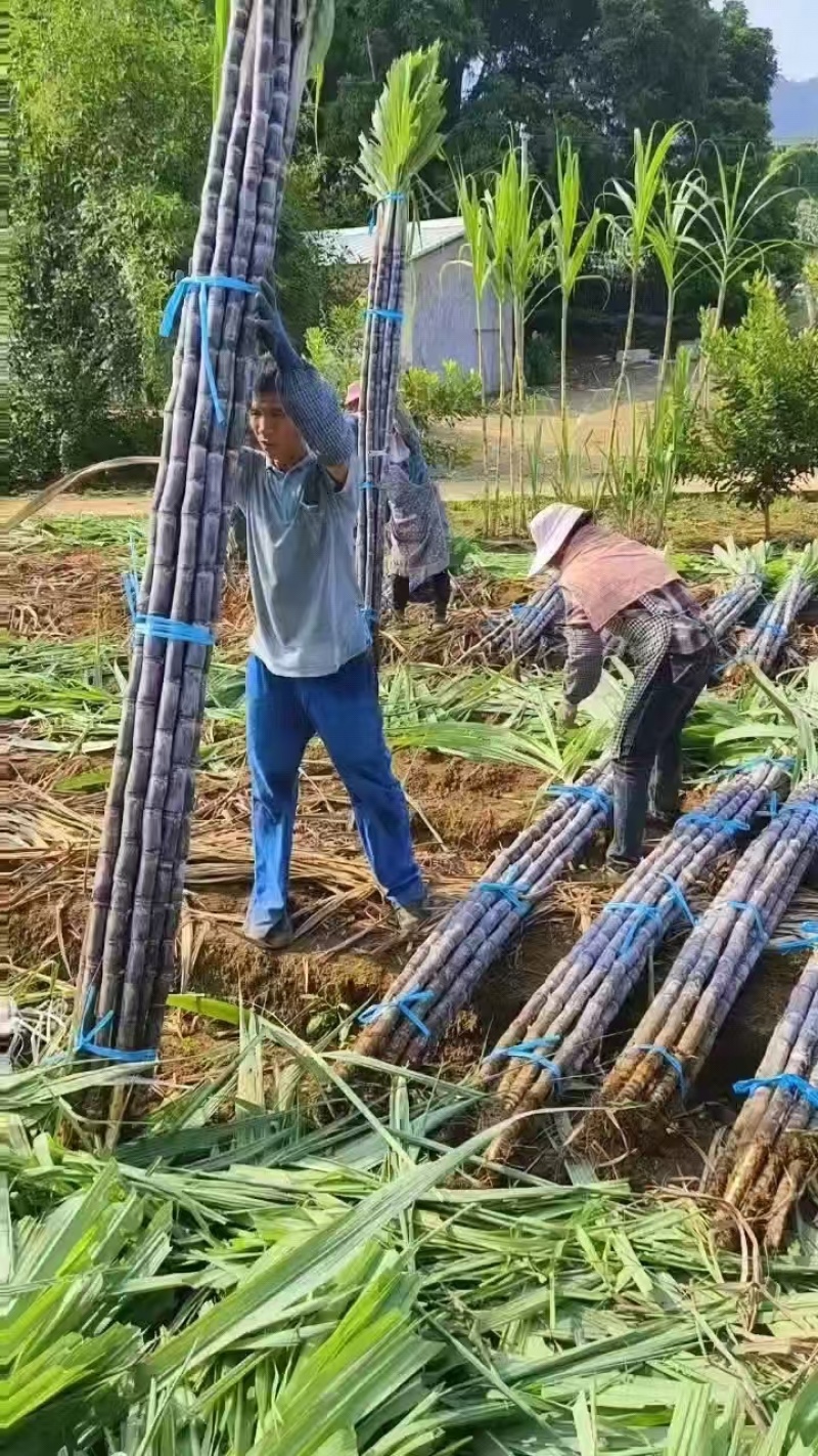 云南黑皮甘蔗产地直发诚信经营保质保量量大价格可商
