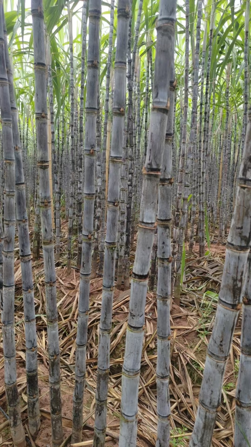 云南黑皮甘蔗产地直发诚信经营保质保量量大价格可商