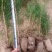 【油松苗】两年油松营养袋苗大量供应基地直发欢迎咨询