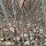 板栗苗