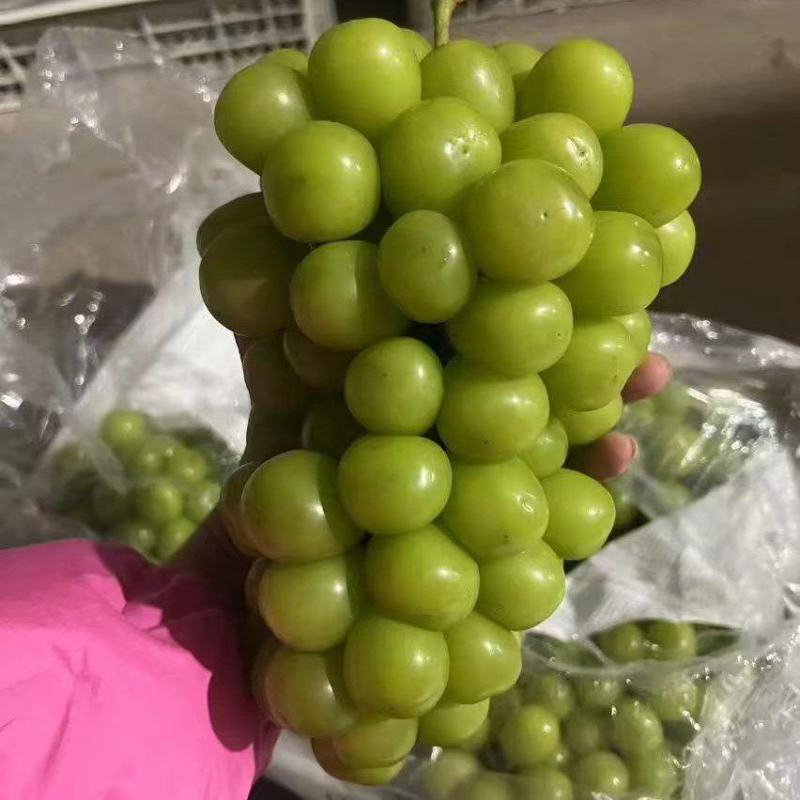 阳光玫瑰7毛到2块的都有看货定价