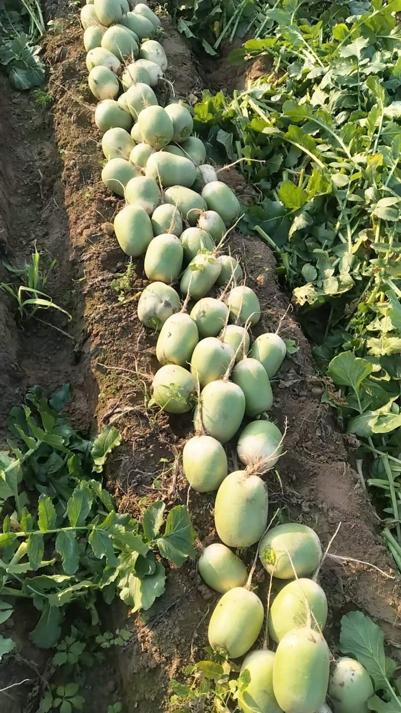 宝玉罐子萝卜大量供应保证质量视频看货
