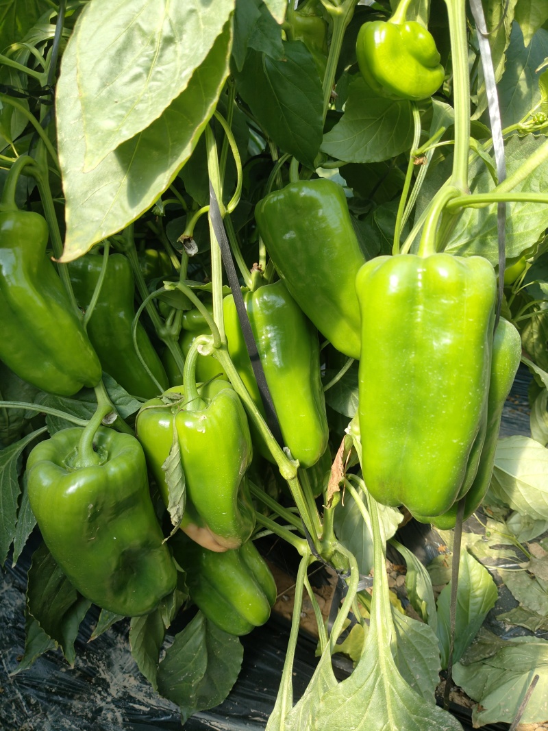 山东太空椒！太空椒，菜椒，大量上市，产地直供质优价廉