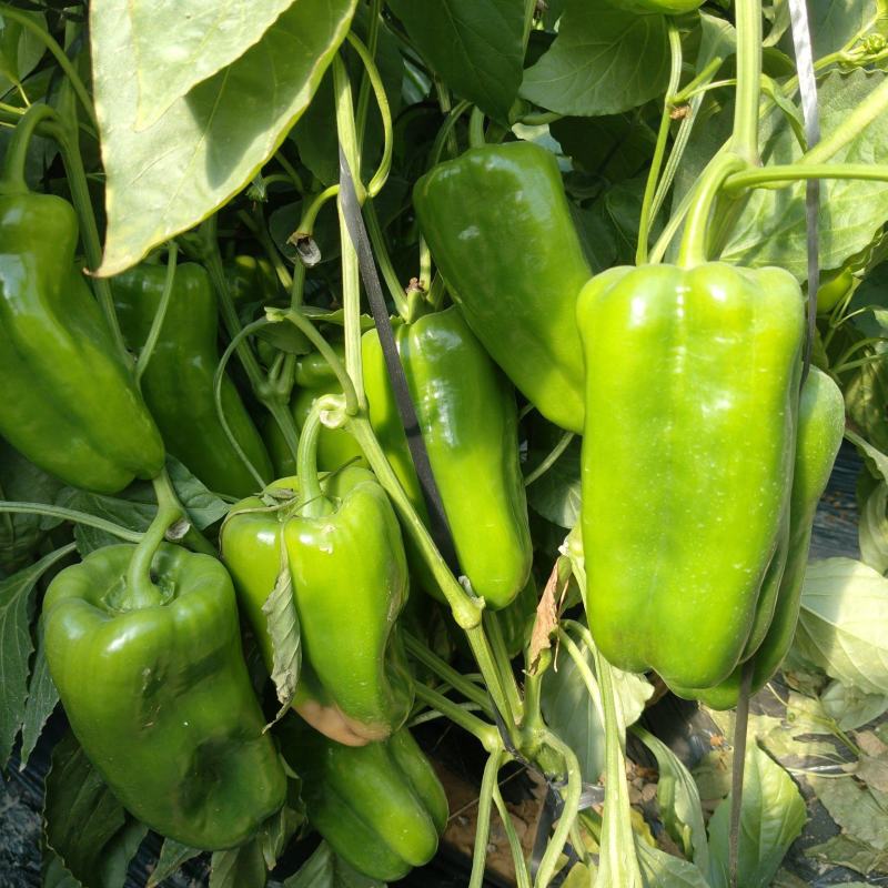 山东太空椒！太空椒，菜椒，大量上市，产地直供质优价廉