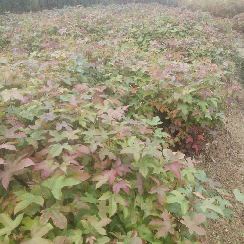 枫香地苗，杯苗