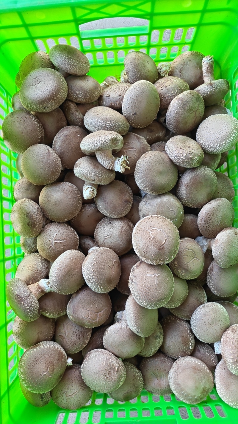 鲜香菇！河北产地四季稳定供货，诚邀全国采购商洽谈合作