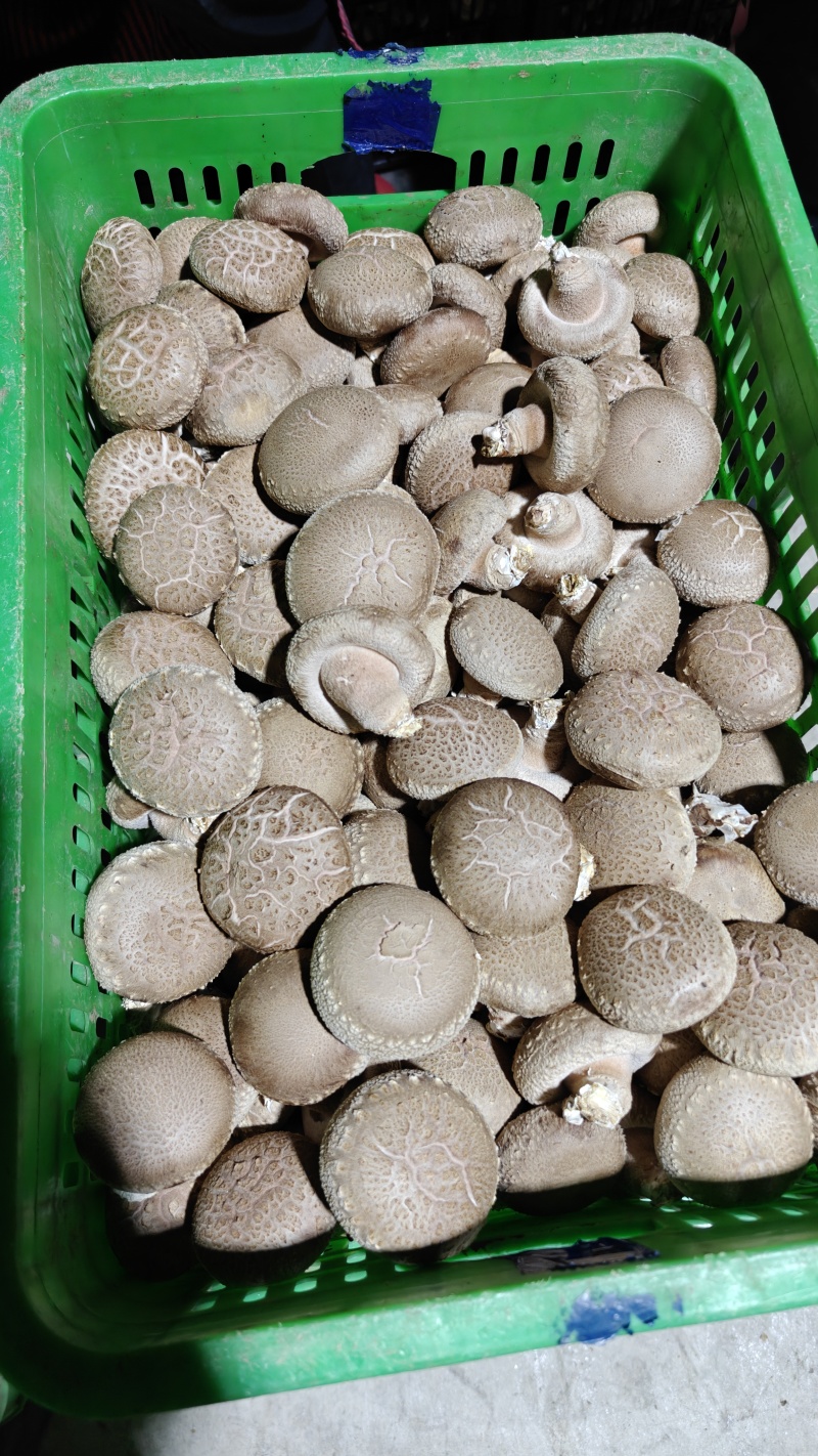 鲜香菇！河北产地四季稳定供货，诚邀全国采购商洽谈合作