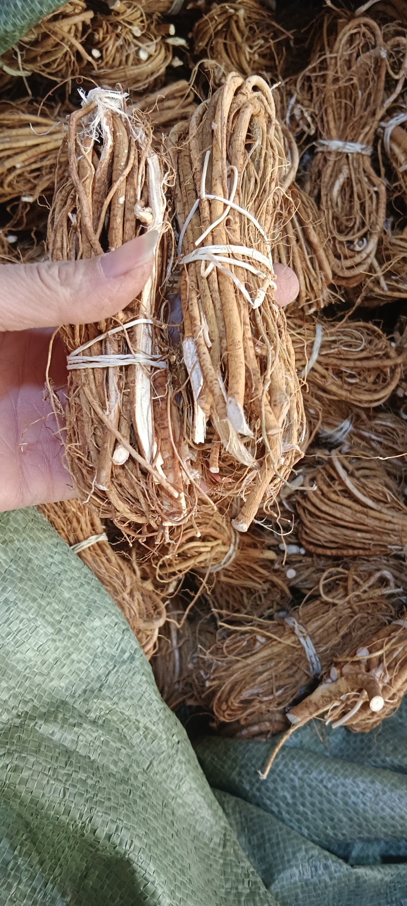 小把五指毛桃，五指牛奶中药才