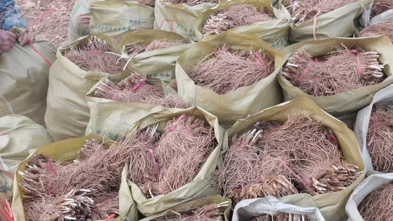 丰县二茬韭菜根价格便宜要的联系，，，，，，，