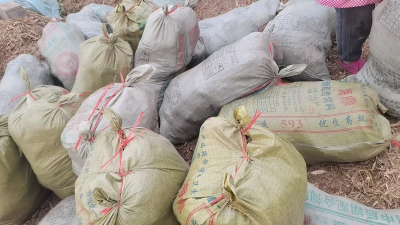 丰县二茬韭菜根价格便宜要的联系，，，，，，，