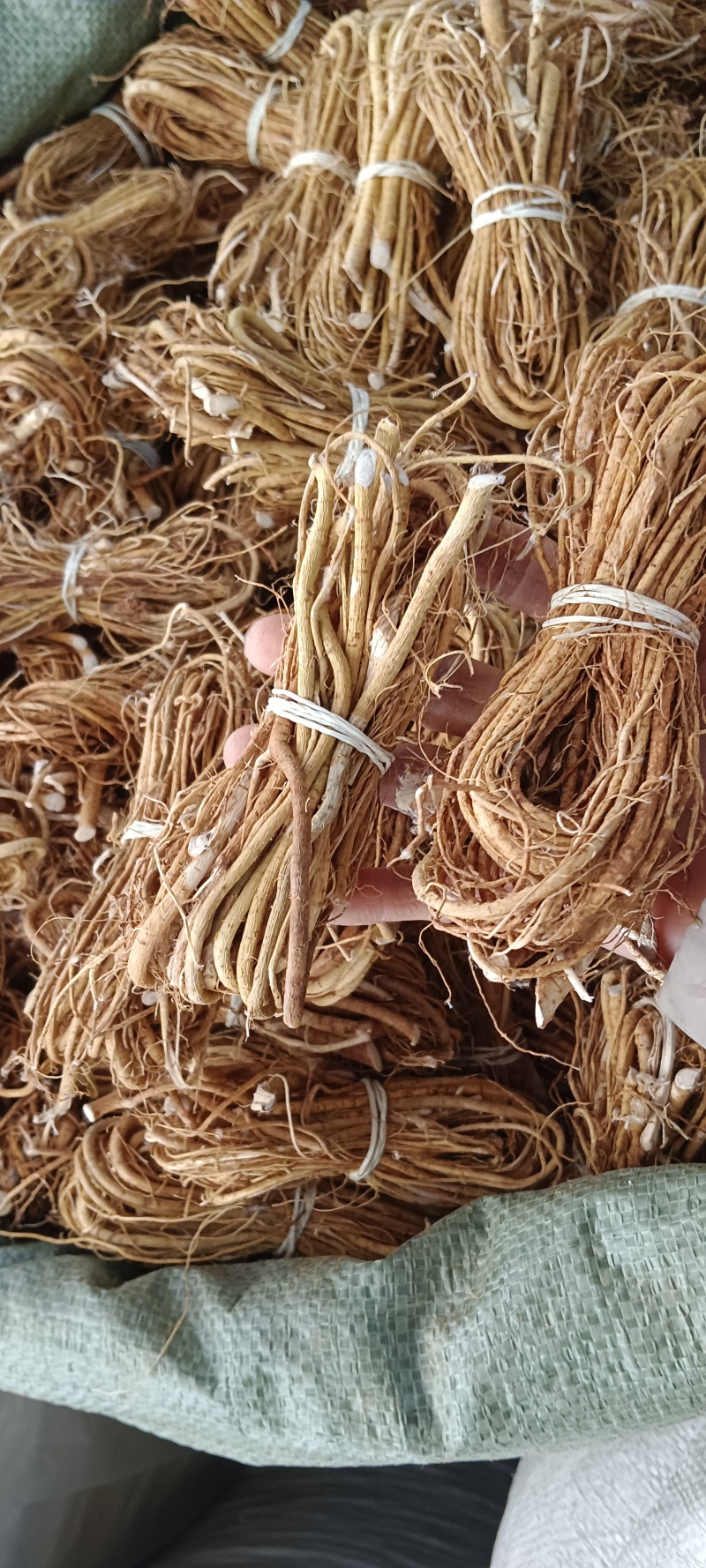 小把五指毛桃，五指牛奶中药才