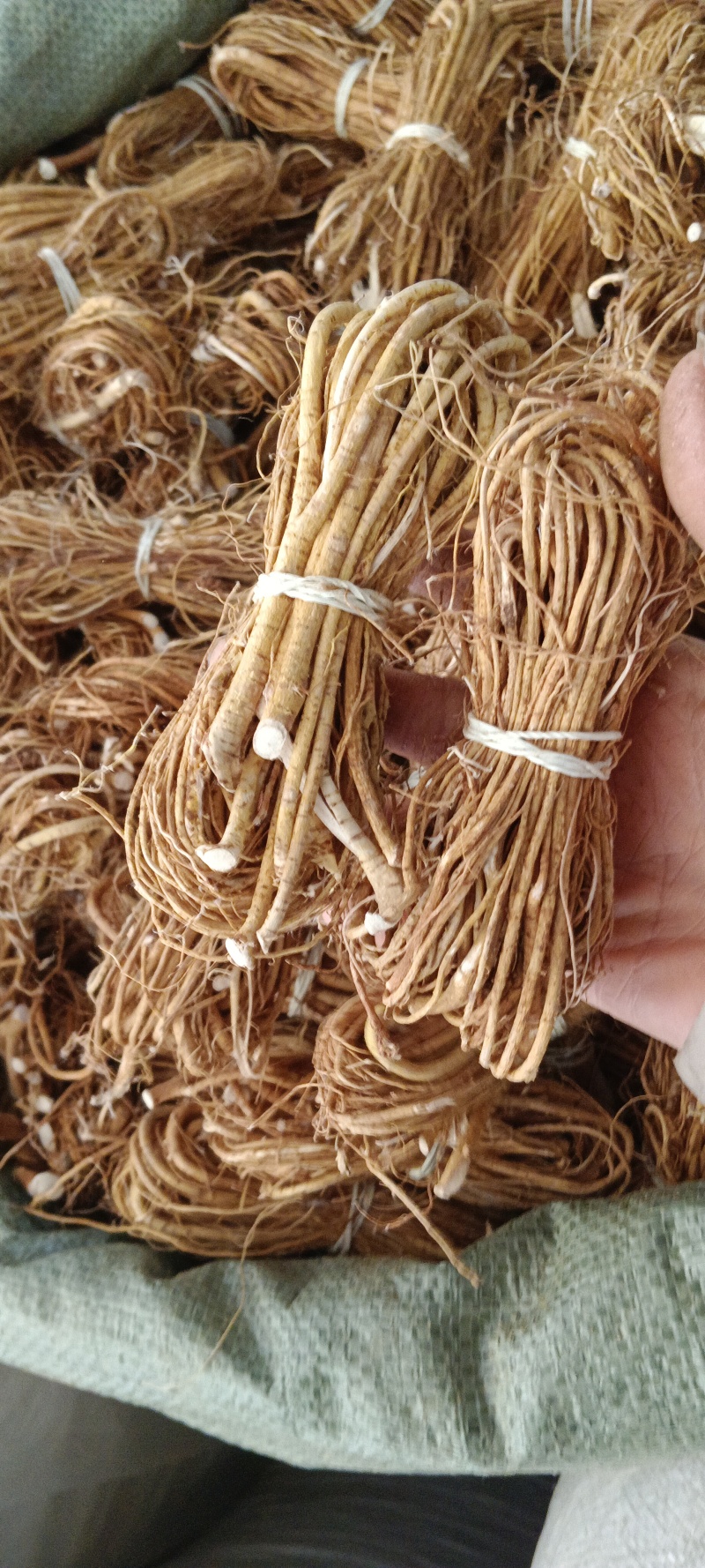 小把五指毛桃，五指牛奶中药才