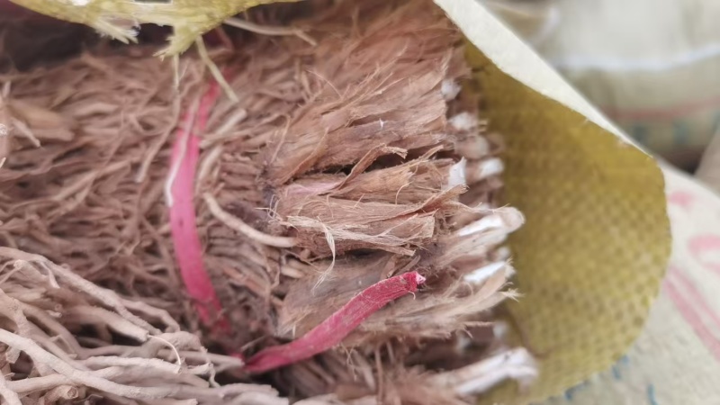 韭菜根盆景韭菜好养活现挖现发产地直供欢迎咨询