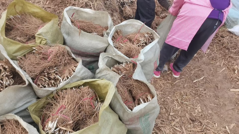 韭菜根盆景韭菜好养活现挖现发产地直供欢迎咨询