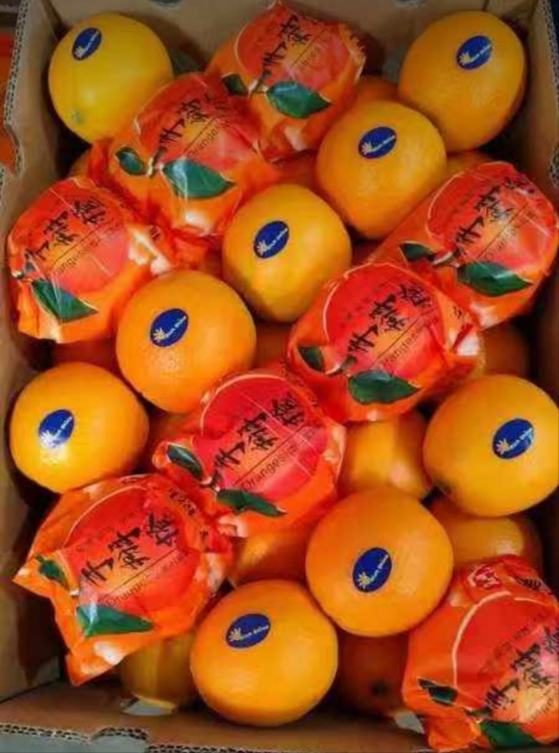 【诚信商家】纽荷尔脐橙九月红果冻橙长虹橙欢迎实地看货