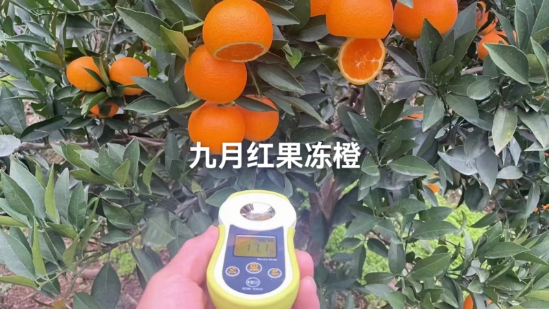 【诚信商家】纽荷尔脐橙九月红果冻橙长虹橙欢迎实地看货