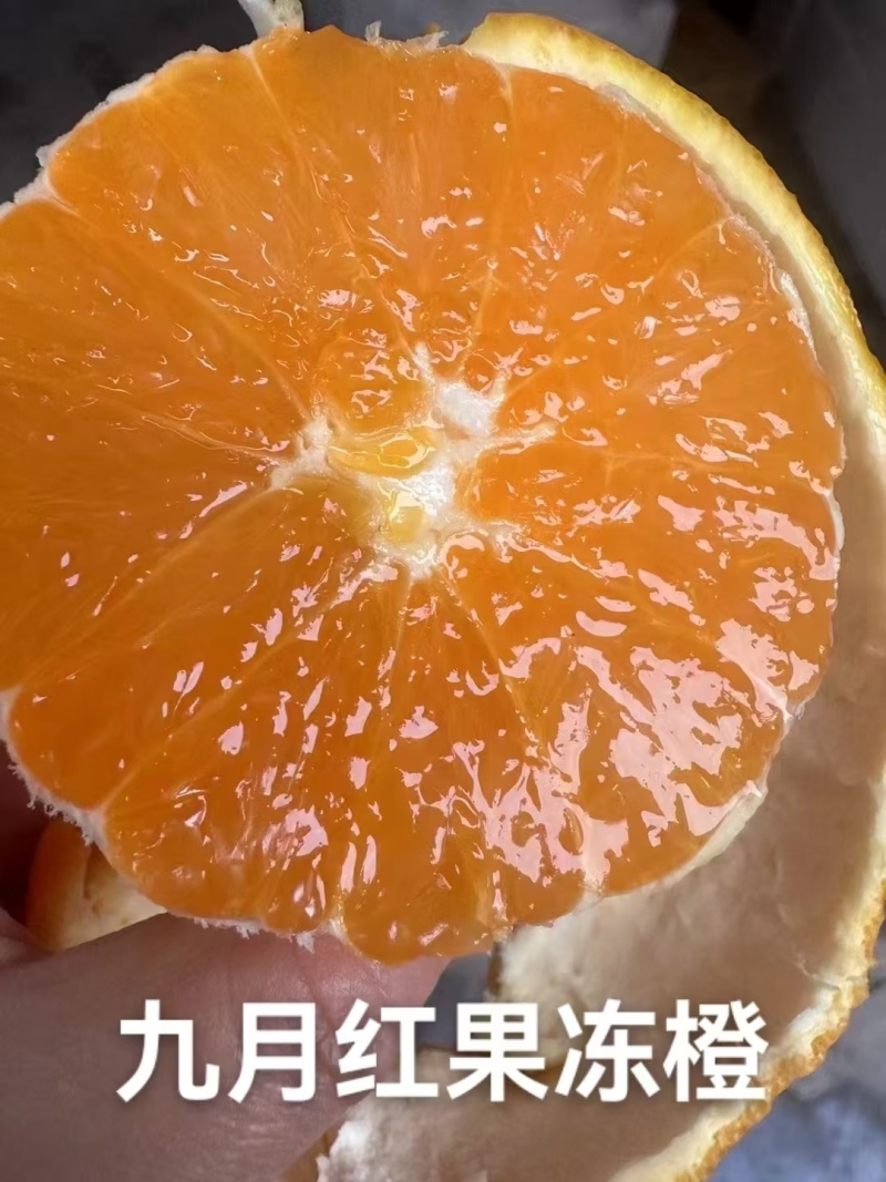 【诚信商家】纽荷尔脐橙九月红果冻橙长虹橙欢迎实地看货