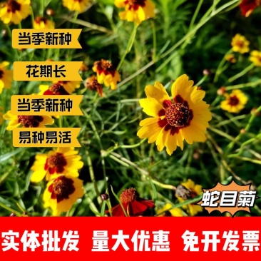 蛇目菊厂家货源批发价格全国发货价格便宜欢迎下单咨询