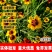 蛇目菊厂家货源批发价格全国发货价格便宜欢迎下单咨询