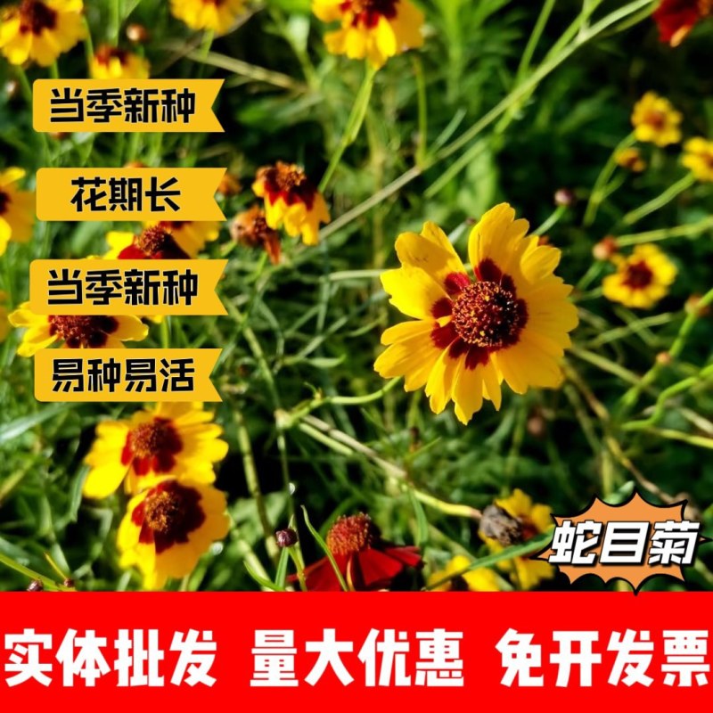 蛇目菊厂家货源批发价格全国发货价格便宜欢迎下单咨询