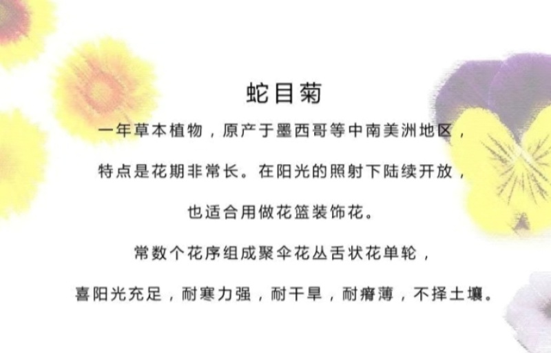 蛇目菊厂家货源批发价格全国发货价格便宜欢迎下单咨询