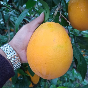 长虹脐橙纽荷尔脐橙脐橙秭归脐橙