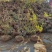 映山红，映山红苗，杜鹃苗，映山红绿化苗