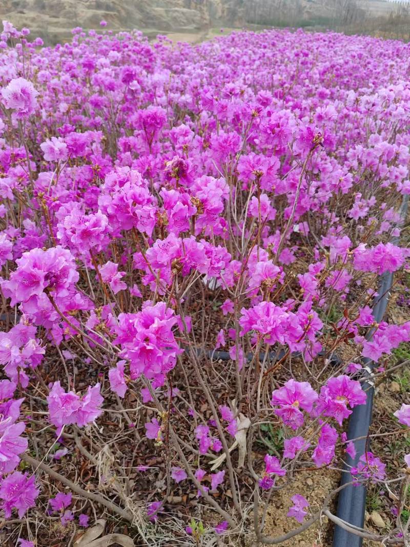 映山红，映山红苗，杜鹃苗，映山红绿化苗