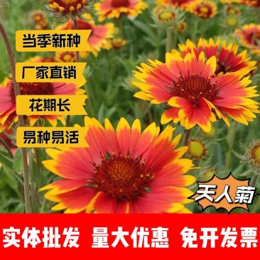 天人菊厂家货源批发价格全国发货价格便宜欢迎下单咨询