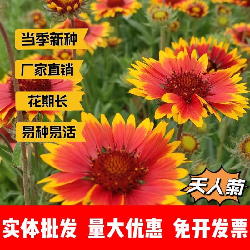 天人菊厂家货源批发价格全国发货价格便宜欢迎下单咨询