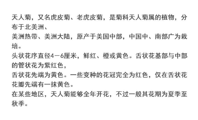 天人菊厂家货源批发价格全国发货价格便宜欢迎下单咨询
