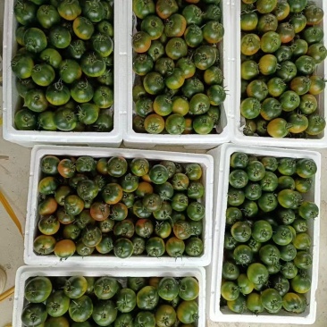 精品草莓西红柿