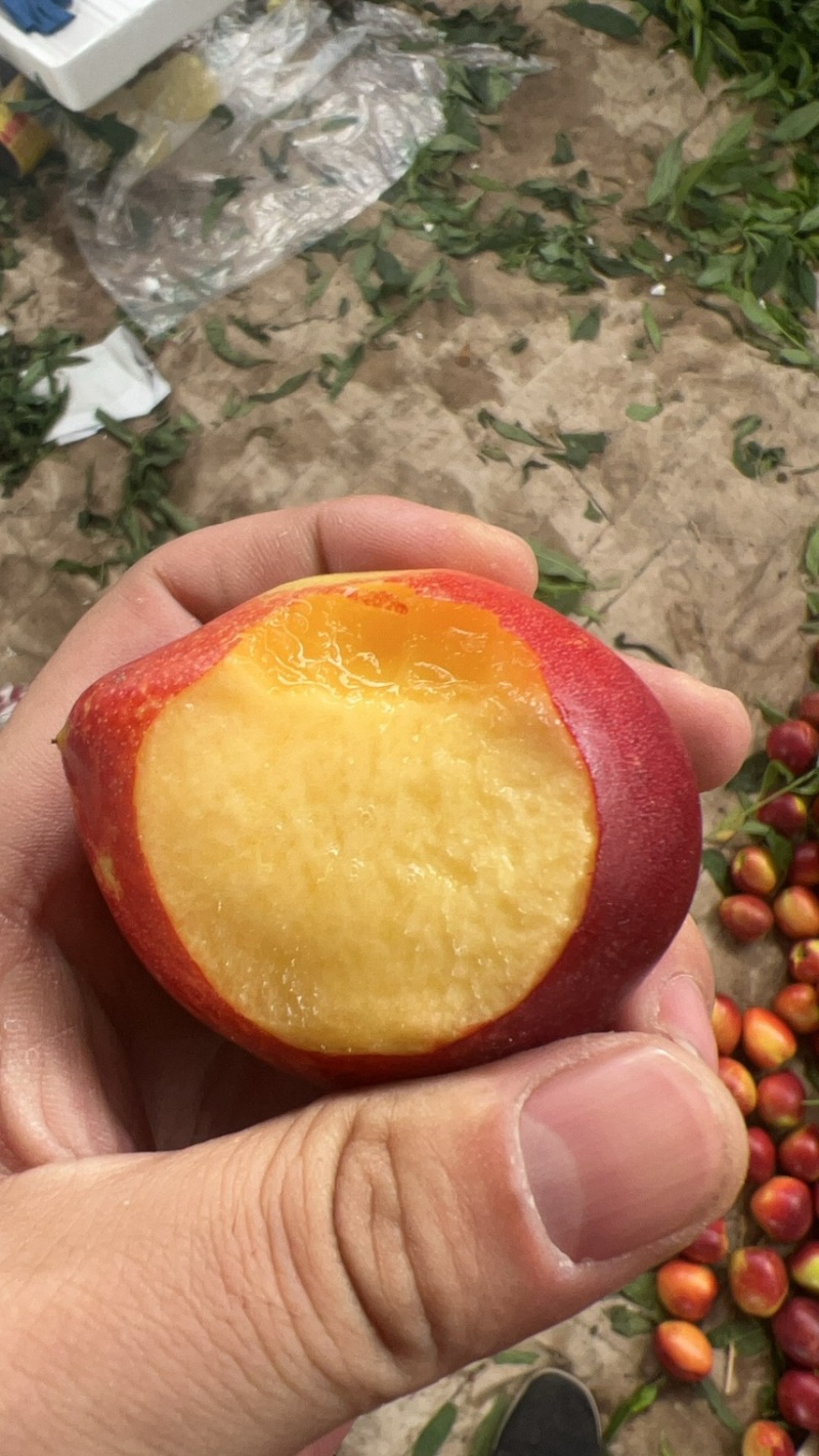 一手货源黄油桃对接市场电商奶茶各种规格都有