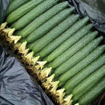 【推荐】山东沂南精品黄瓜产地直销直供量大质优欢迎各位