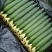 【推荐】山东沂南精品黄瓜产地直销直供量大质优欢迎各位
