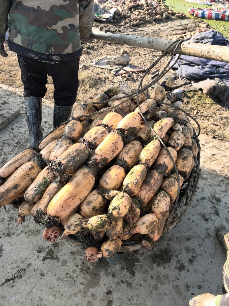 湖北莲藕产地直销。