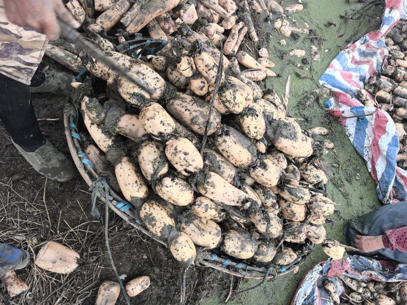湖北莲藕产地直销。